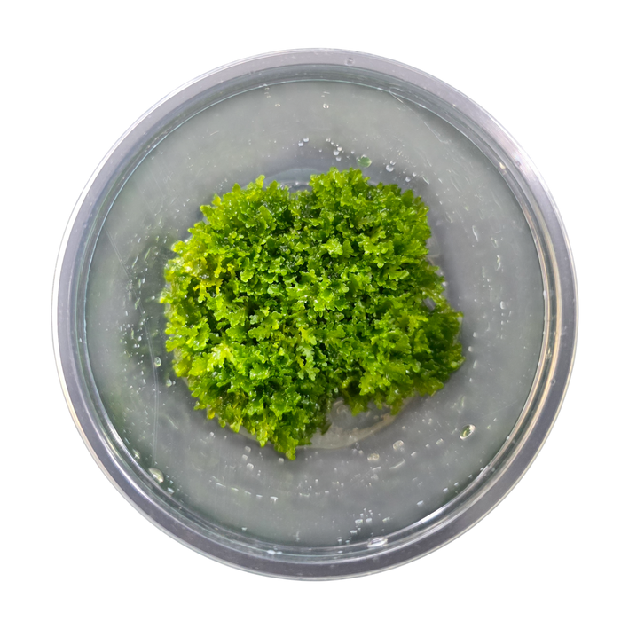 Tissue Cultured Liverwort - Riccardia chamedryfolia