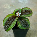 Triolena pustulata
