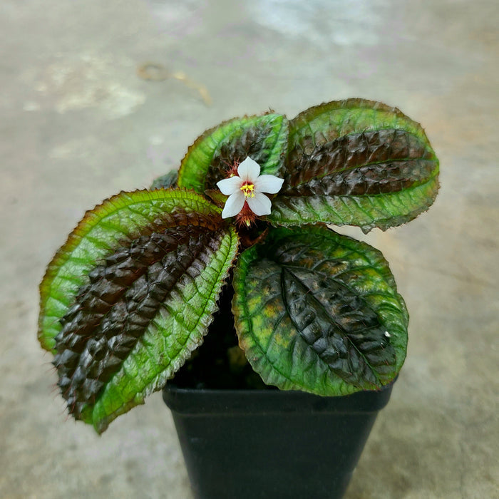 Triolena pustulata
