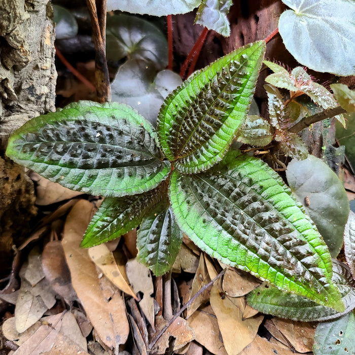 Triolena pustulata image 2