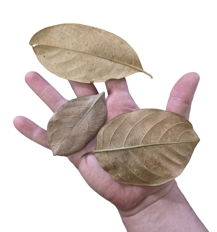 Tropical Leaf Litter - Jackfruit Leaves image 2