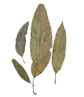 Tropical Leaf Litter - Mango Leaves