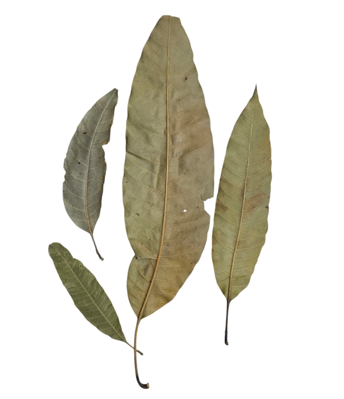 Tropical Leaf Litter - Mango Leaves