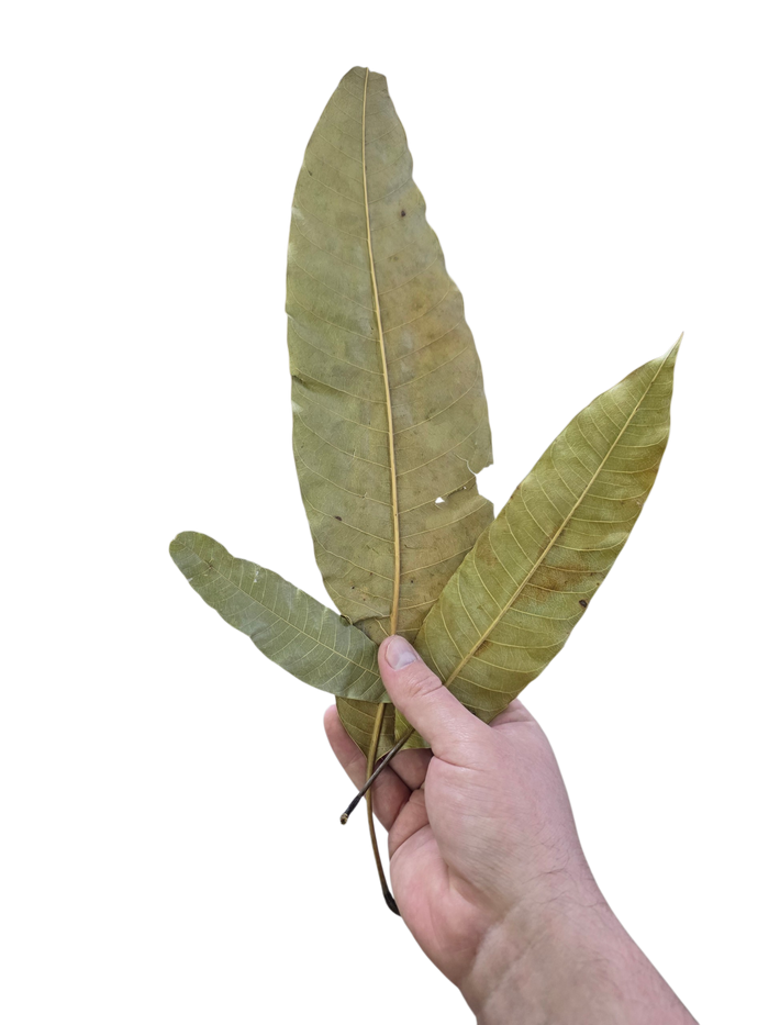 Tropical Leaf Litter - Mango Leaves image 2