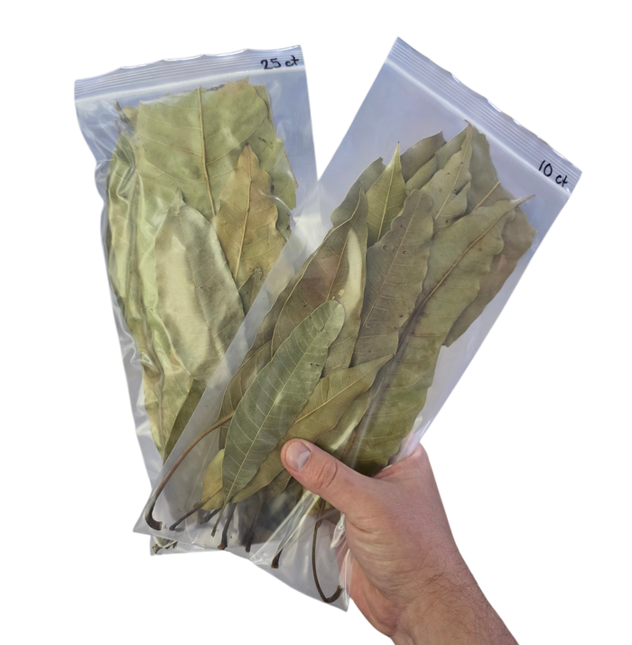 Tropical Leaf Litter - Mango Leaves image 3