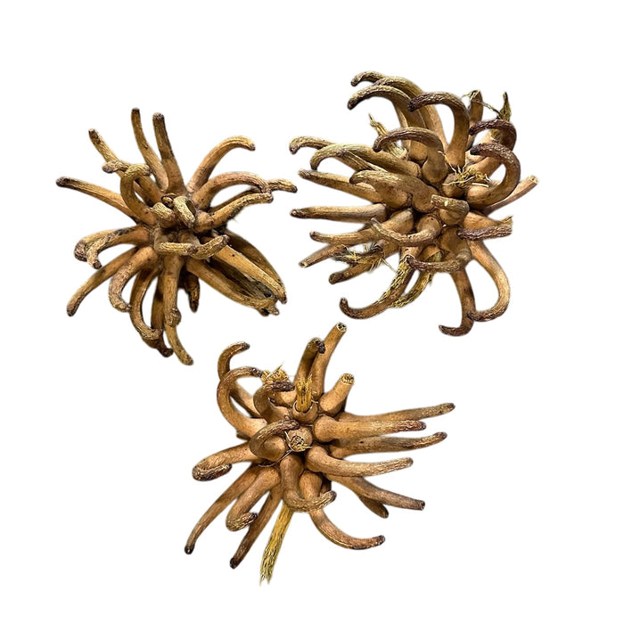 Urchin Pod