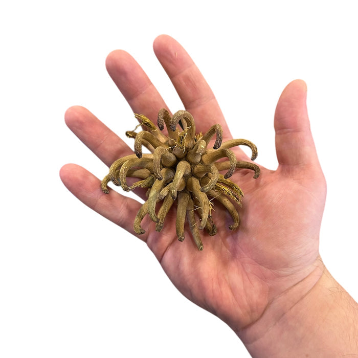 Urchin Pod image 2