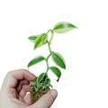 Vanilla planifolia “Super Variegated”